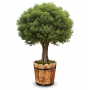 wood plant pot وعاء نباتات خشب